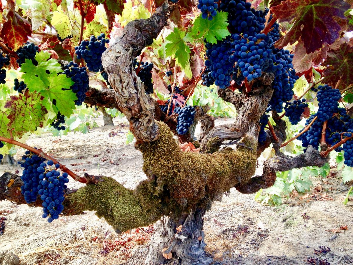 Above: Zinfandel from Papara Ranch Vineyard just before harvesting.