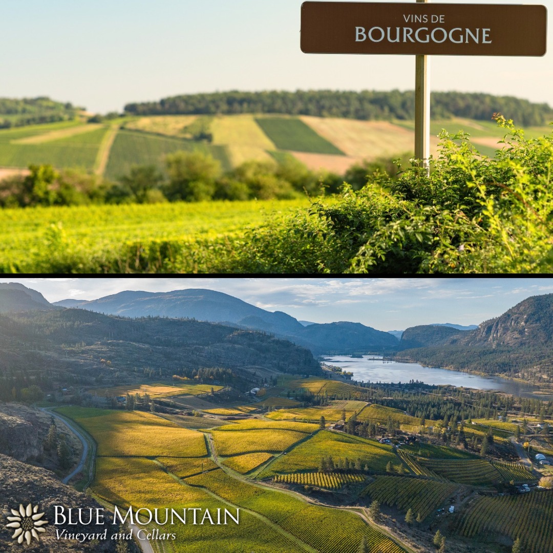 Burgundy vs Blue Mountain with Stan